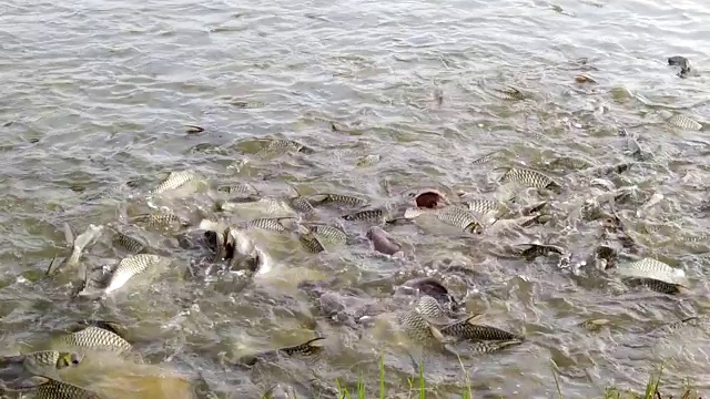 许多鱼在水面上游动以吃食物视频素材