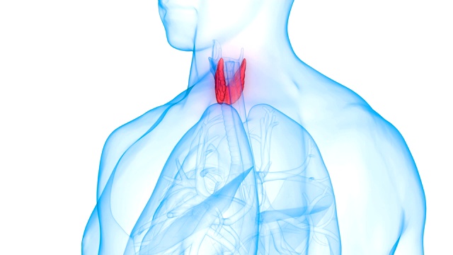 人体腺体甲状腺解剖学视频素材