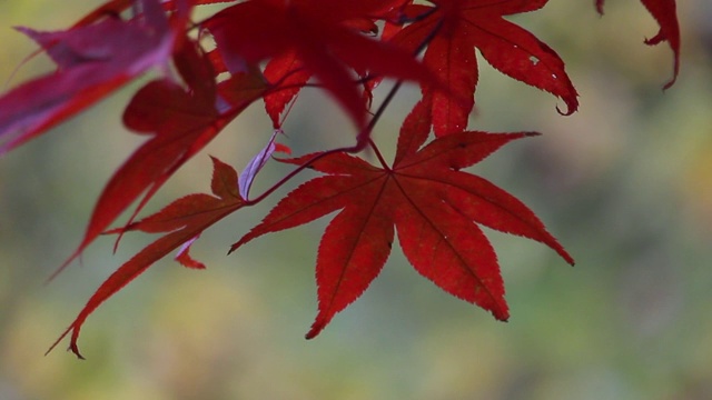 秋天的枫叶视频下载