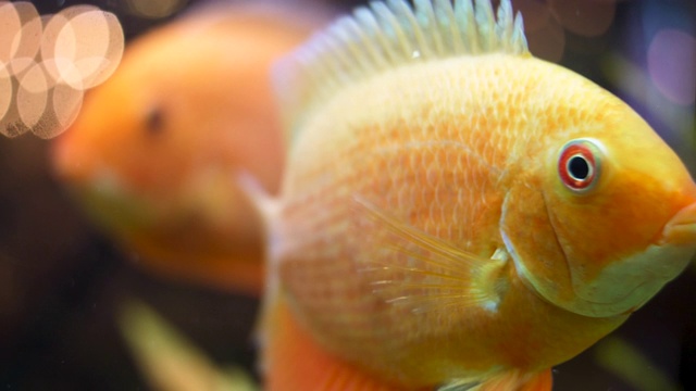 近距离观看在淡水水族馆中游泳的金鱼，独特的生物概念。框架。美丽的白色和黑色的鱼在绿藻前面视频素材