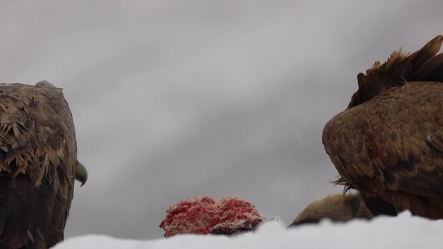 秃鹫在冬天吃雪视频素材