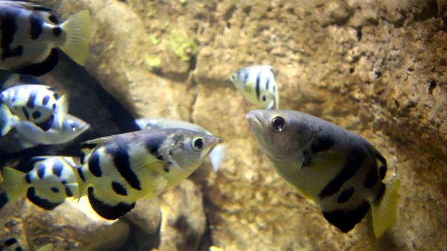 喷水鱼在水族馆视频素材