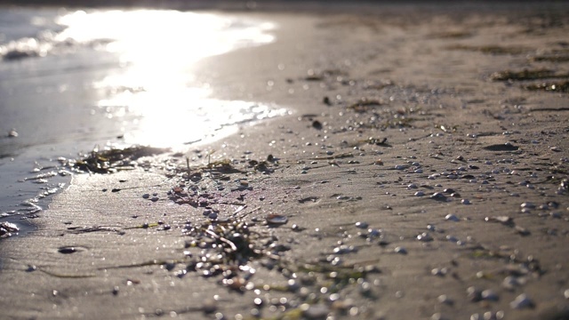 夕阳西下，西班牙海岸边绿油油的海草、石头和贝壳，慢镜头视频素材