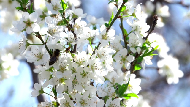 花开一树梅花视频素材