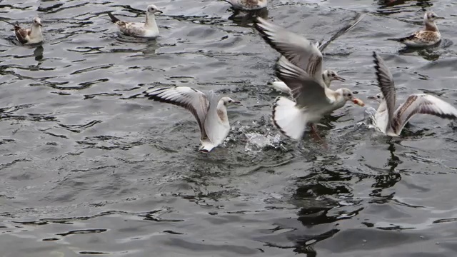 一些野鸭和海鸥漂浮着视频下载