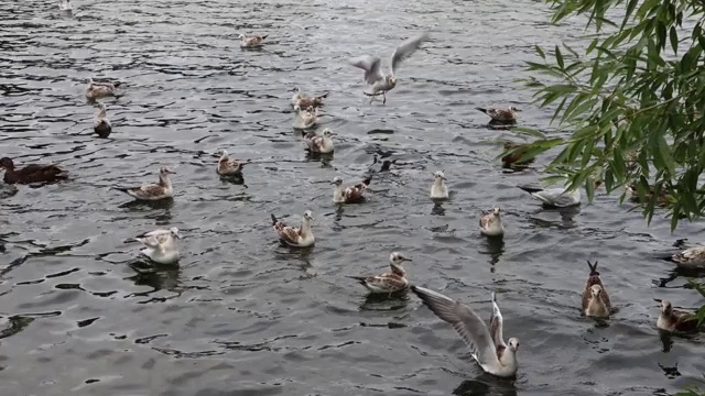 一些野鸭和海鸥漂浮着视频素材