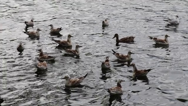 一些野鸭和海鸥漂浮着视频素材