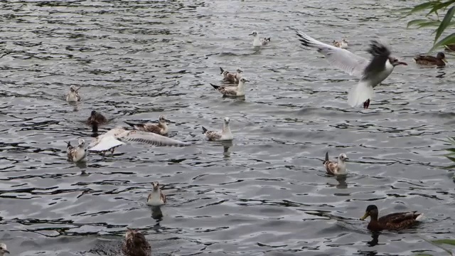 一些野鸭和海鸥漂浮着视频素材