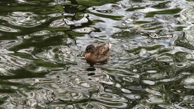 一只棕色的野鸭漂浮在池塘里视频下载