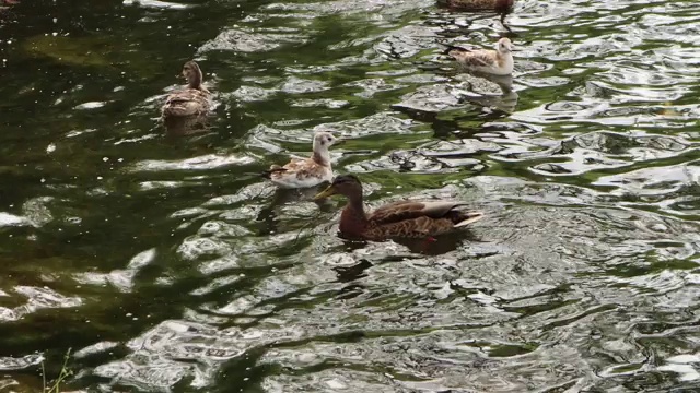 一些野鸭和海鸥漂浮着视频下载