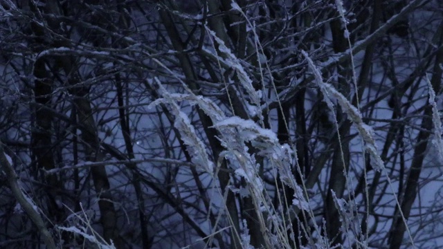 白雪覆盖的草地在风中摇曳视频下载