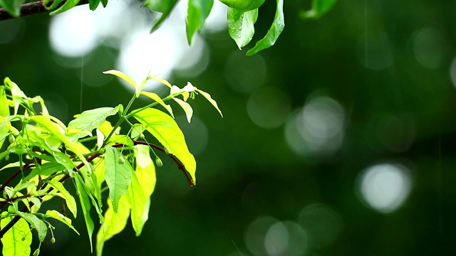 雨点在花园和模糊的绿色背景树枝被风和阳光移动视频素材