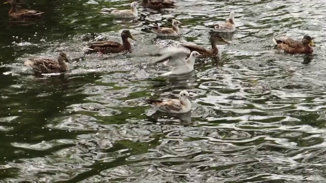 一些野鸭和海鸥漂浮着视频素材