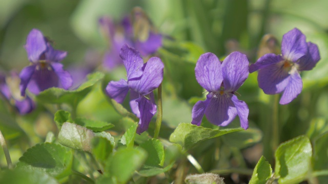 春季花园里常见的紫罗兰花蕾又称4K欧芹视频素材