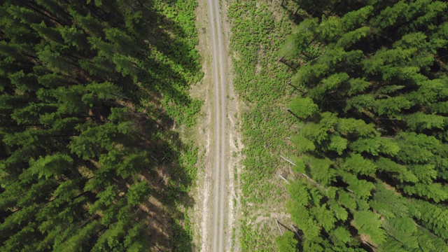 松树林中土路的航拍视频素材