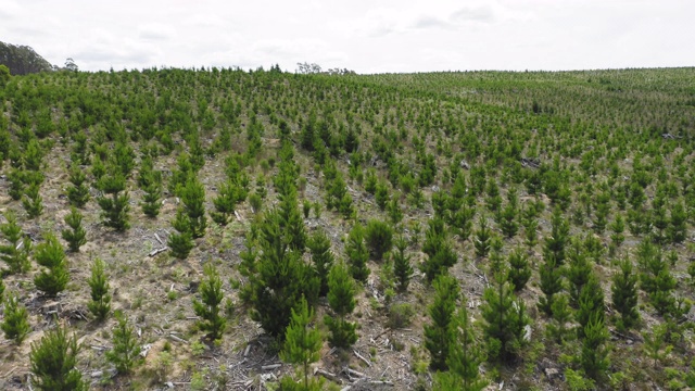 重新造林的土地的天线视频素材