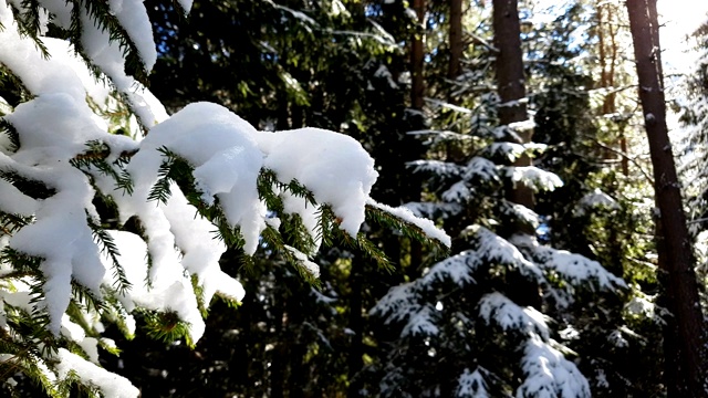 杉树上覆盖着雪视频素材