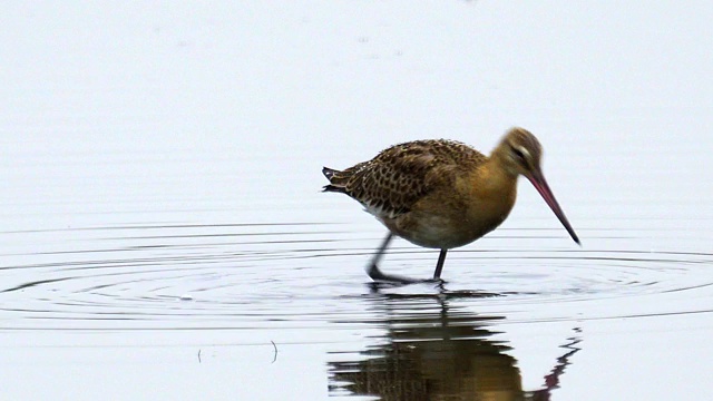 鸟-黑尾白鲸(Limosa Limosa)走过沼泽。鸟寻找食物并吃掉它。视频素材