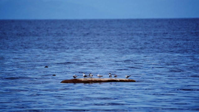 鸟栖息在漂浮在海洋上的原木上。视频素材