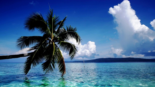 海景椰子树阳光在蓝色的海洋，夏天的背景。,封锁。视频素材