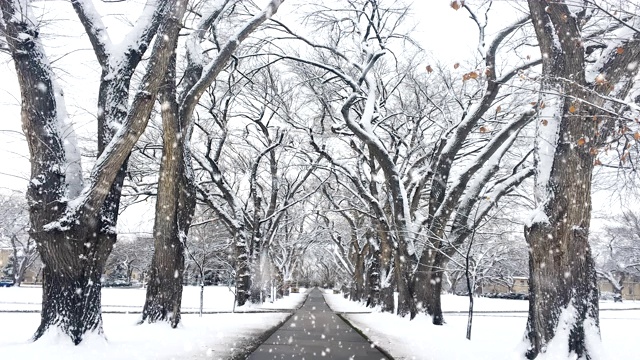 冬季景观，下雪，无缝循环视频素材