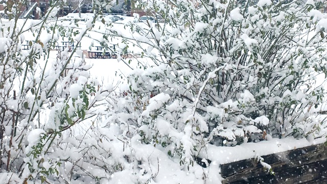 冬季景观，下雪，无缝循环视频素材