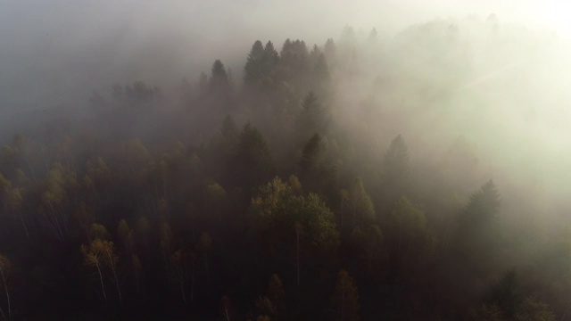 早晨的太阳照耀通过雾森林-股票视频视频素材