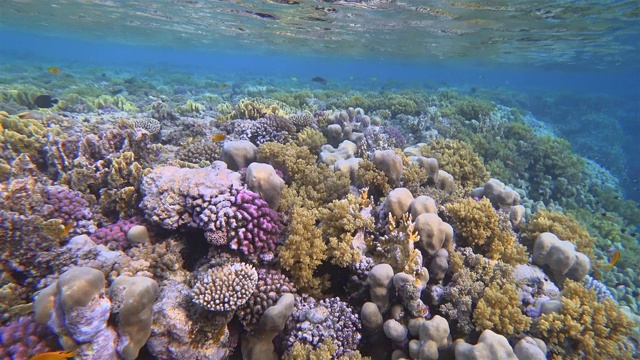 美丽的珊瑚礁上的海洋生物和许多热带鱼在红海-马萨阿拉姆视频素材