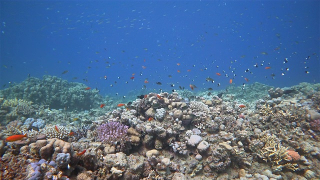 美丽的珊瑚礁上的海洋生物和许多热带鱼在红海-马萨阿拉姆视频素材