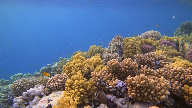 美丽的珊瑚礁上的海洋生物和许多热带鱼在红海-马萨阿拉姆视频素材