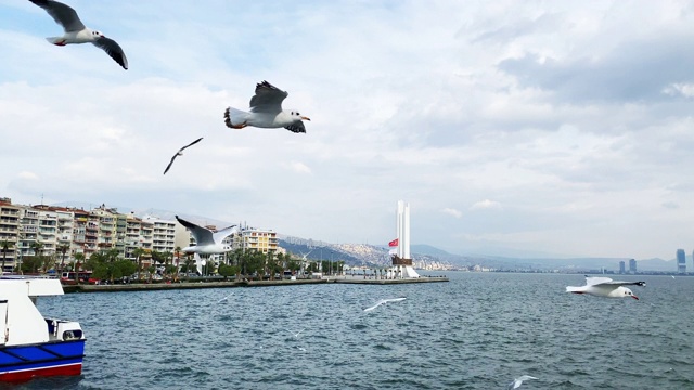 伊兹密尔市观景渡轮与海鸥视频素材