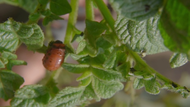 一名男子收集吃土豆叶子的科罗拉多甲虫。寄生虫和害虫消灭了地里的庄稼。特写镜头视频素材