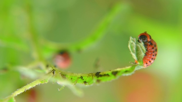 科罗拉多马铃薯甲虫幼虫在花园里吃马铃薯叶子。害虫和寄生虫破坏农业作物视频素材