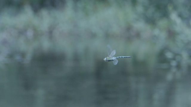 帝王蜻蜓(Anax imperator)雄性盘旋在水面上视频素材