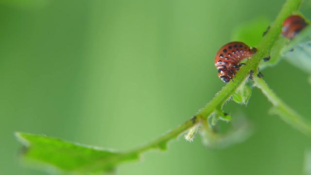 科罗拉多马铃薯甲虫幼虫在花园里吃马铃薯叶子。害虫和寄生虫破坏农业作物视频素材