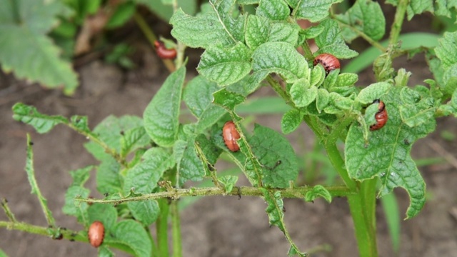 科罗拉多马铃薯甲虫幼虫在花园里吃马铃薯叶子。害虫和寄生虫破坏农业作物视频素材