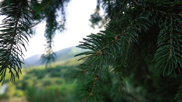 云杉树枝特写在一个背景的山脉视频素材