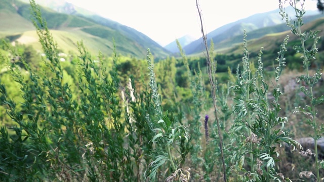 在山景观的背景草的观点视频素材