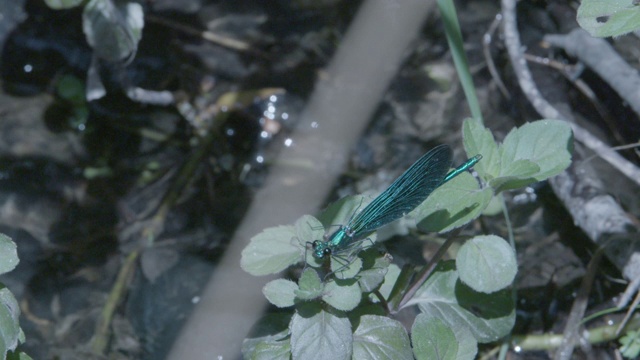 美丽的Demoiselle (Calopteryx virgo)从植物上起飞。新森林视频素材