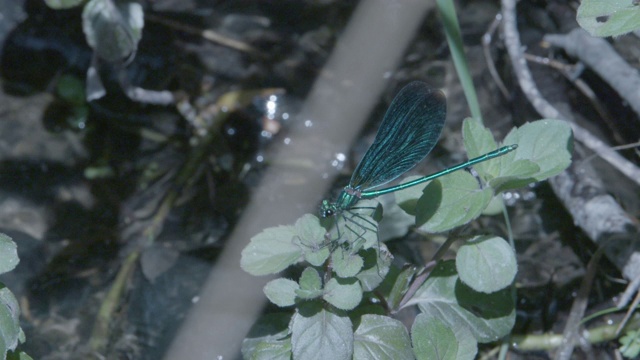 美丽的Demoiselle (Calopteryx virgo)降落在水上的植物上。新森林视频素材