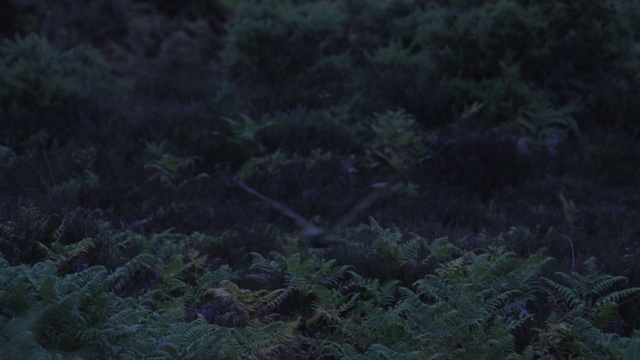 黄昏时在石南地上低飞的夜鹰(欧洲夜鹰)。新森林视频素材