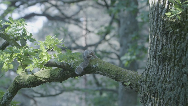 新森林的一棵橡树上，灰松鼠(Sciurus carolinensis)在清理自己之后跑掉了视频素材