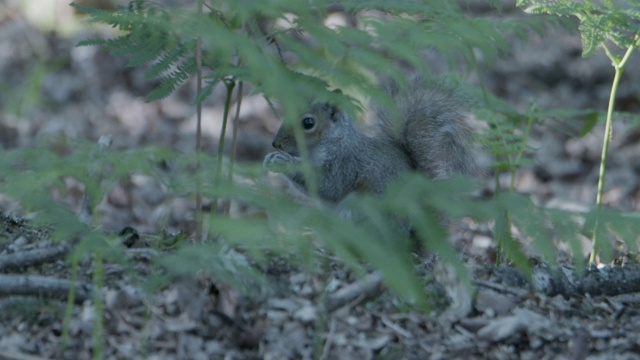 新森林里，灰松鼠(Sciurus carolinensis)在森林地上吃橡子视频素材