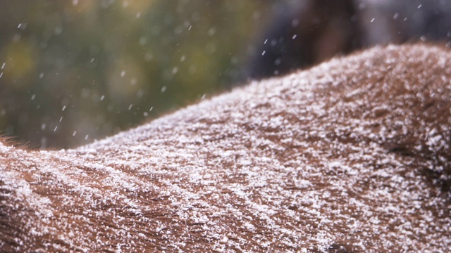 新森林小马驹(马caballus)，新森林小马驹，雪花飘落，落在背上视频素材