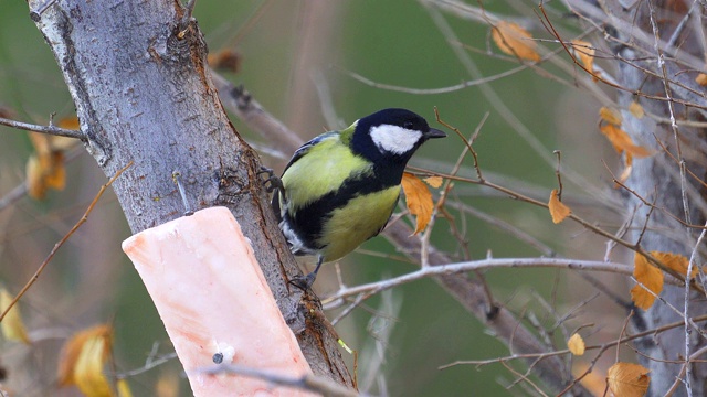 鸟-大山雀(Parus major)坐在树枝上吃猪油。视频素材