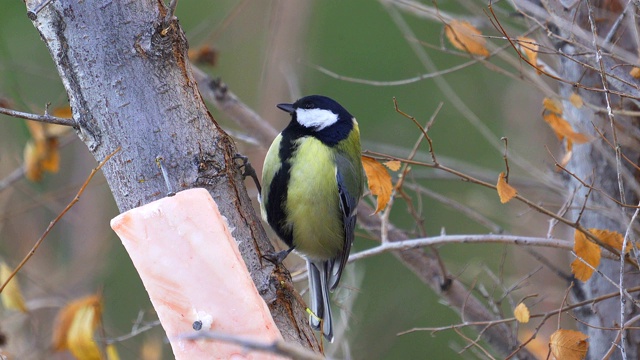 鸟-大山雀(Parus major)坐在树枝上吃猪油。视频素材