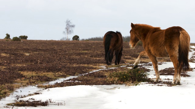 新森林矮种马(Equus caballus)喂新森林矮种马吃金雀花在雪地里视频素材