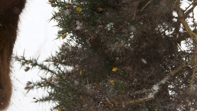 新森林矮种马在雪中吃金雀花。视频素材