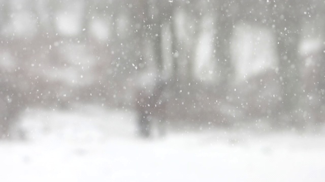 雪花飘落，远处是新森林矮种马视频素材