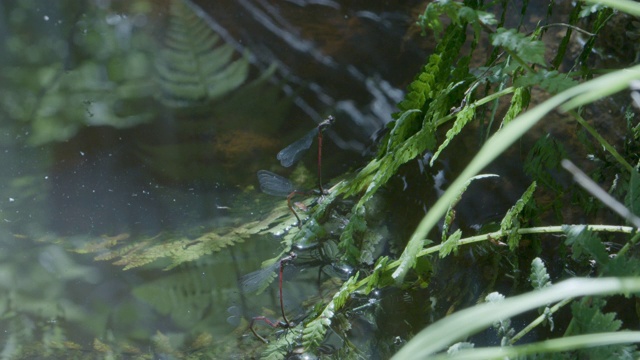 红Damselfy Ceriagrion，两对交配伴侣视频素材